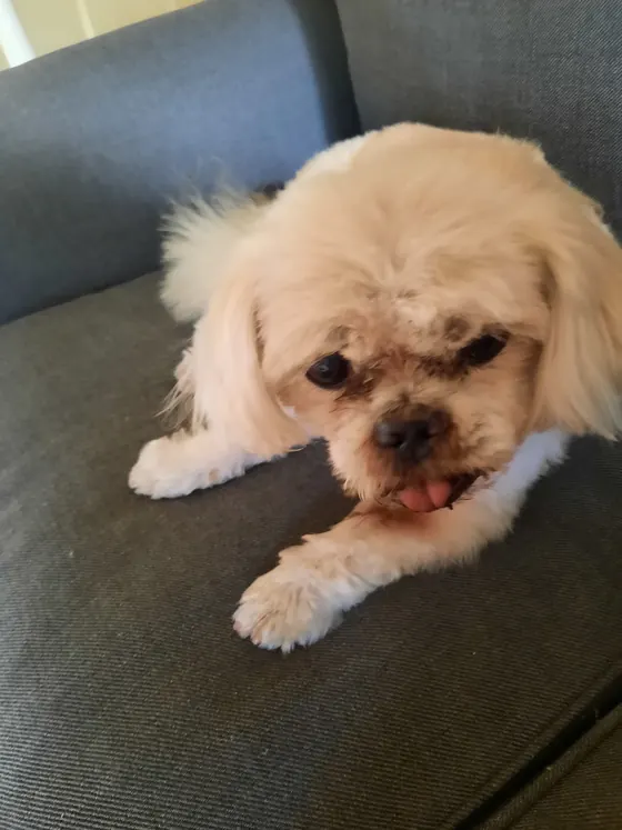 Heller Shih-Tzu-Mischling mit kurzem Fell liegt auf einem Sofa