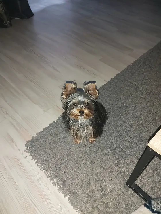 Yorkshire Terrier sitzt auf einem Teppich und schaut hoch