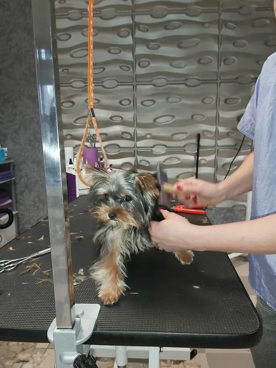 Yorkshire Terrier auf dem Pflegetisch bei der Pfoten- und Krallenpflege