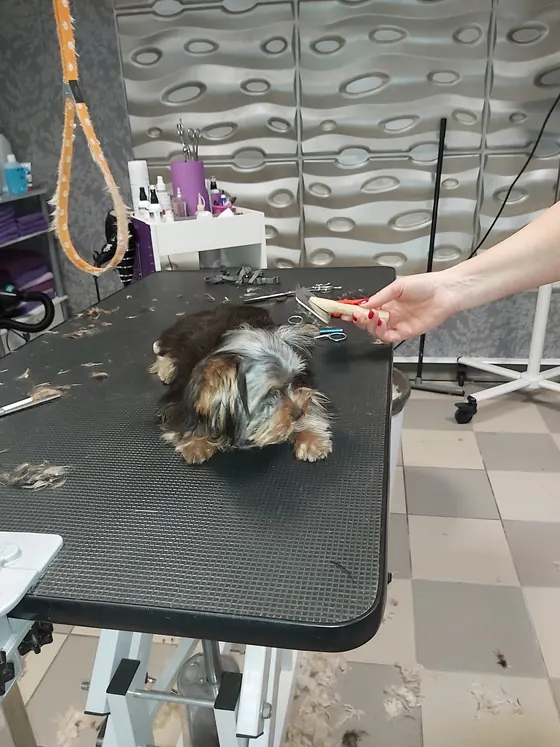 Yorkshire Terrier auf dem Pflegetisch im Salon, eine Hand mit Schere